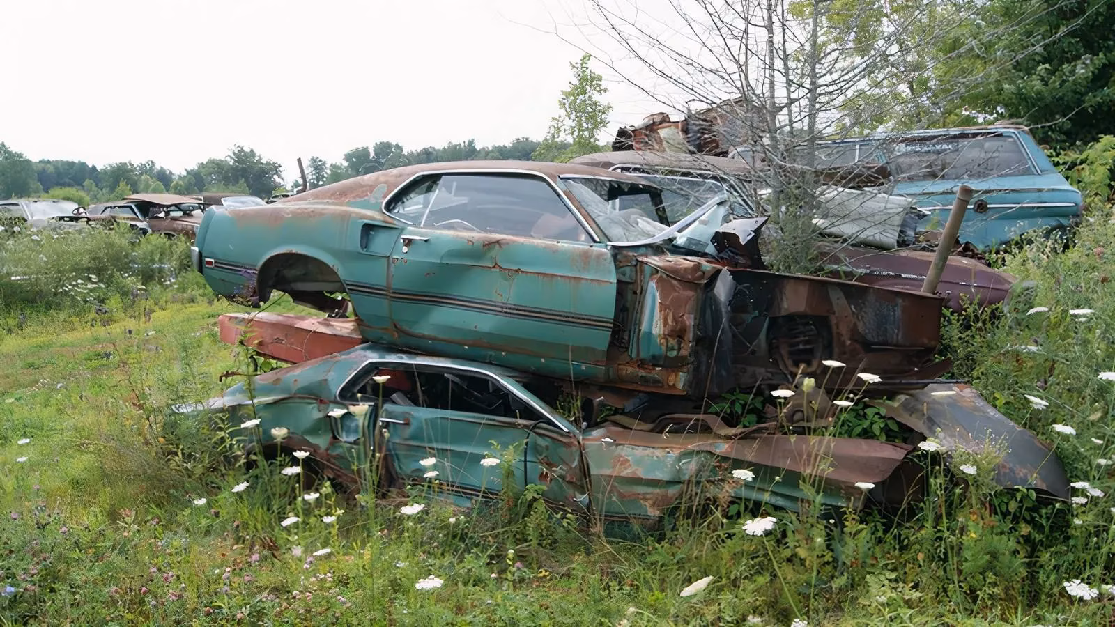 twin-1969-mach-1-mustangs-in-a-michigan-junkyard-a-gamers-heartbreak-image-0